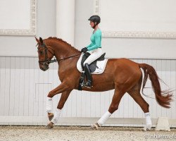 dressage horse Bischkek (Trakehner, 2010, from Lions-Club)