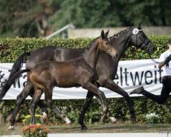 dressage horse Escorial (Trakehner, 2018, from Rheinklang)