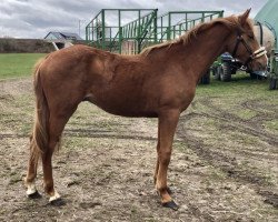 jumper Zak R (Oldenburg show jumper, 2019, from Zinedream)