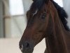 dressage horse Cristo (Oldenburg, 2009, from Christ)