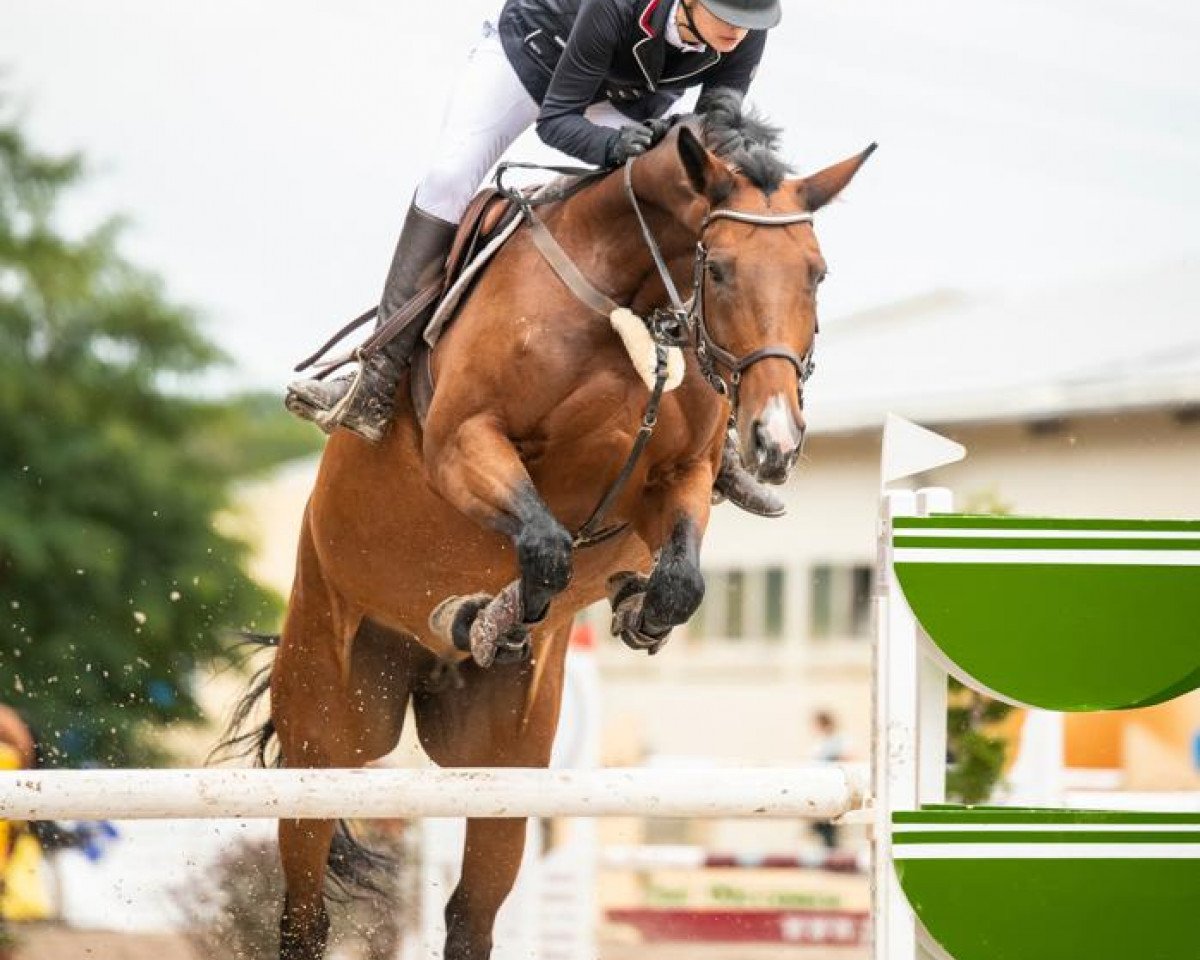 broodmare Coolkap (Holsteiner, 2007, from Clinton H)