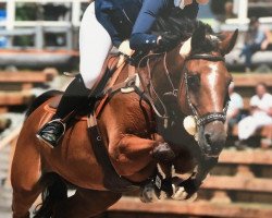 jumper Giana van de Nieuwmolen (Belgian Warmblood, 2006, from Ewout van de Kleine Roost)