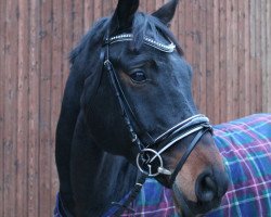 jumper Clintoni (Hanoverian, 2008, from Clinton I)