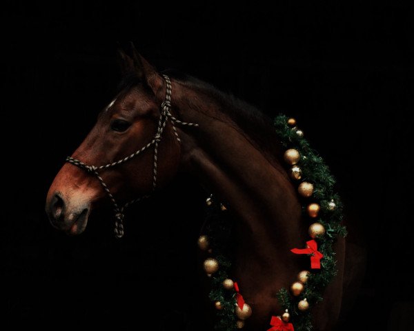 dressage horse Harriett's Gold (Trakehner, 2006, from Goldschmidt)