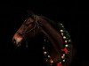 dressage horse Harriett's Gold (Trakehner, 2006, from Goldschmidt)