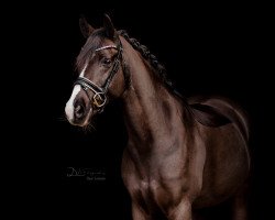 dressage horse Romero 105 (German Riding Pony, 2004, from Renoir)