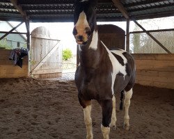 dressage horse Atlas 127 (unknown, 2007)