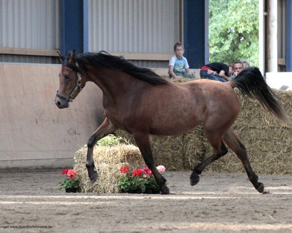 broodmare Camar Samira EAO (Arabian thoroughbred, 2009, from Authentic Ibn Nawaal ox)