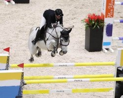 Springpferd Judge Hof Ter Zeedycke (Belgisches Warmblut, 2009, von Winningmood van de Arenberg)