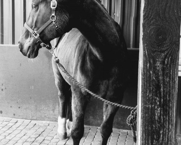 horse Grace (Hanoverian, 1995, from Grandseigneur)