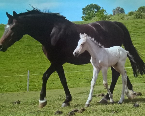 Zuchtstute Hilli (Deutsches Reitpony, 1996, von Bugatti)