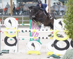 stallion Ghodinho Vds (KWPN (Royal Dutch Sporthorse), 2011, from Spartacus TN)