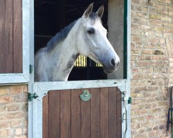 broodmare Catena 6 (Holsteiner, 2010, from Cassito)