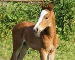 jumper Cassus Boy M (Hanoverian, 2013, from Cassus 2)