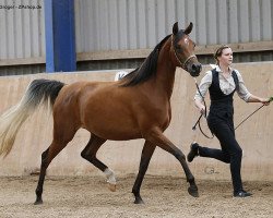 broodmare Camar Qapuera ox (Arabian thoroughbred, 2013, from Bolero EM ox)