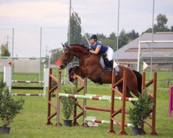 jumper Laudano III CH (+) (Swiss Warmblood, 2001, from Laudatio)