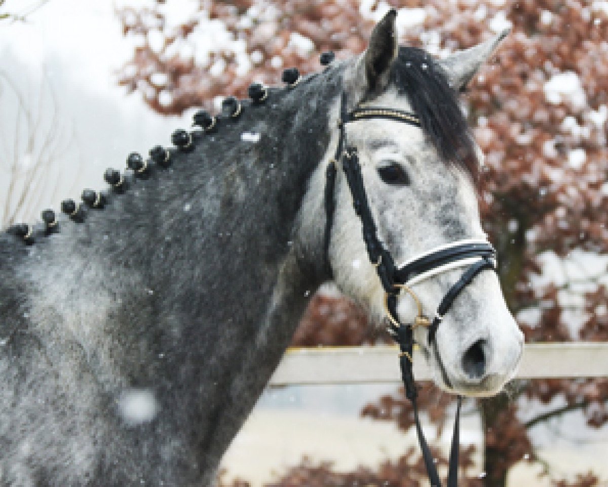 jumper Fantasia Von Worrenberg (Holsteiner, 2013, from Calido I)