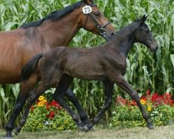 broodmare Ramira vom Tannenhof CH (Swiss Warmblood, 1997, from Romanoff J)