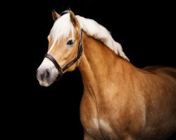 horse Cira (Haflinger, 2008, from Astaire)