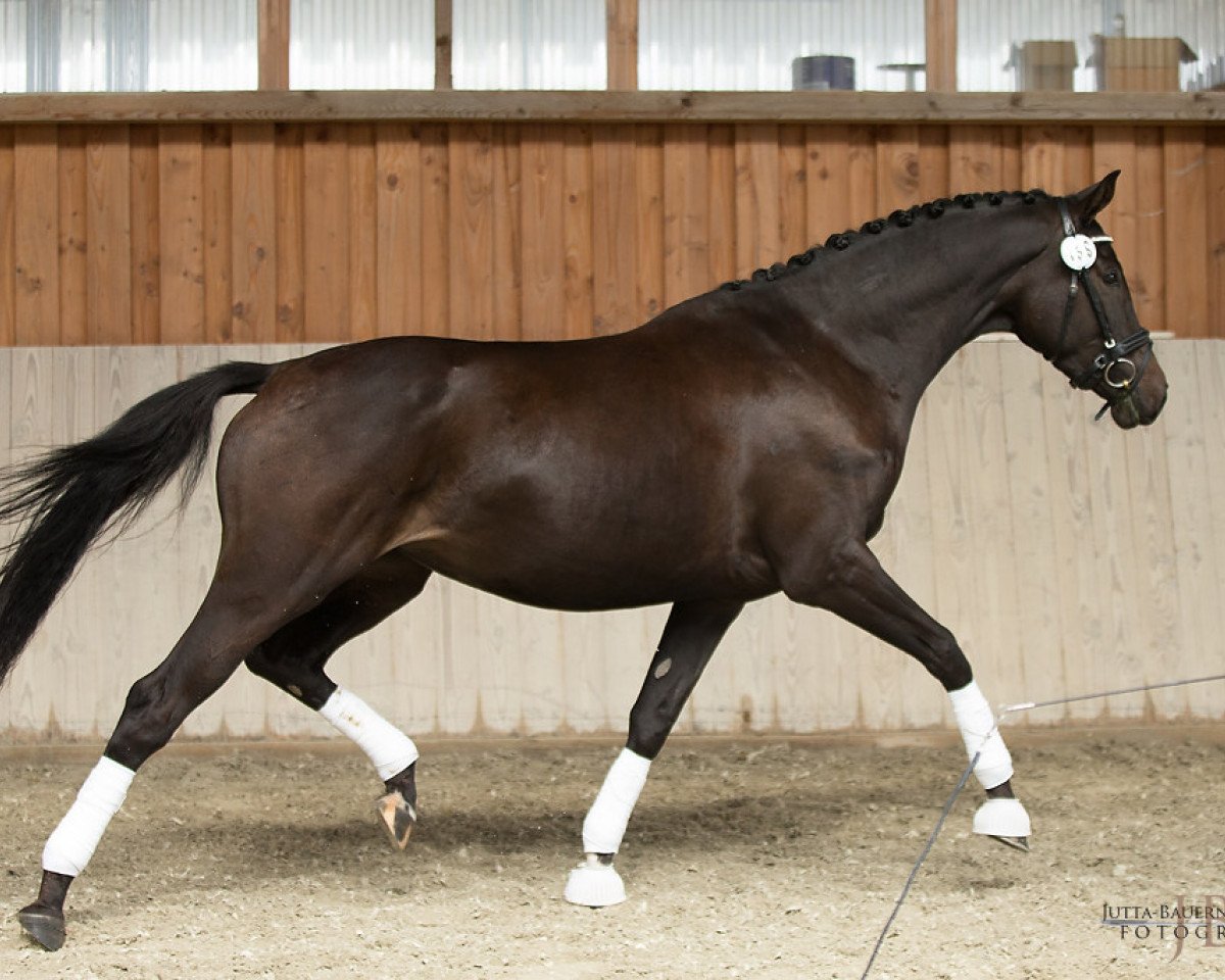 dressage horse Upper Class Ziva (Trakehner, 2014, from Saint Cyr)