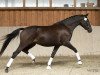 dressage horse Upper Class Ziva (Trakehner, 2014, from Saint Cyr)