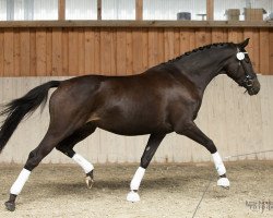 dressage horse Upper Class Ziva (Trakehner, 2014, from Saint Cyr)