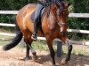 dressage horse Royal Ravenna 2 (Hanoverian, 2002, from Royal Diamond)