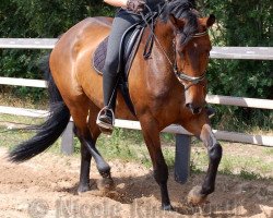 dressage horse Royal Ravenna 2 (Hanoverian, 2002, from Royal Diamond)