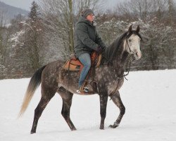 Pferd Abdank (Vollblutaraber, 2015)