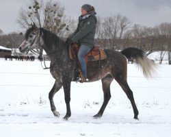 Pferd Arion (Vollblutaraber, 2014, von Lawrence El Gazal ox)