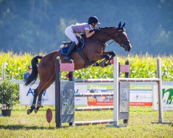 Springpferd Kaily (Belgisches Warmblut, 2010, von Esperanto van Paemel)