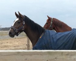 broodmare Bella Beltana (Hanoverian,  , from Beltano)