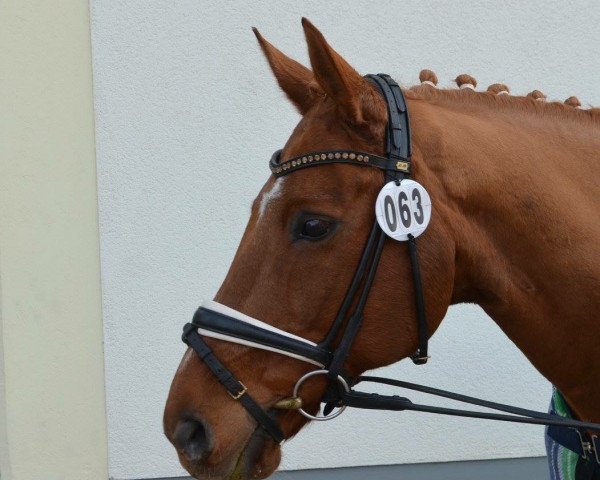 dressage horse Linus BB (Rhinelander, 1999, from Leo)