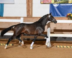 dressage horse Zidane Zack (Oldenburg, 2016, from Zack)