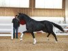 dressage horse Sir Secret (Württemberger, 2016, from Santo Domingo)