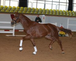 Dressurpferd Hengst von Rubin-Royal / Stedinger (Oldenburger, 2016, von Rubin Royal OLD)