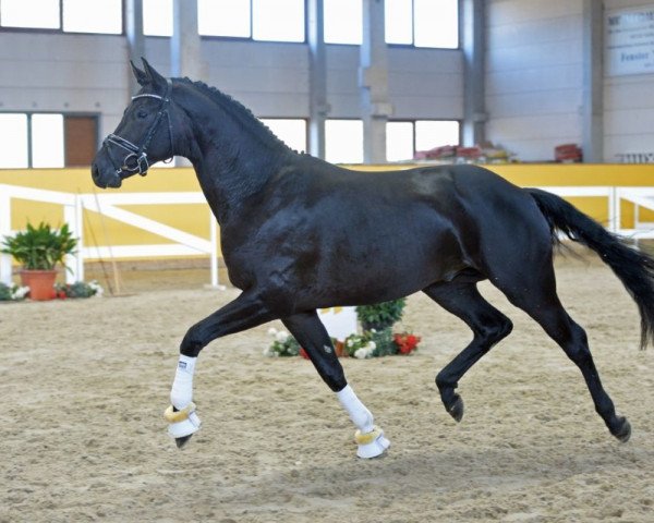 dressage horse Hengst von Morricone / Contendros Bube (Hanoverian, 2016, from Morricone)