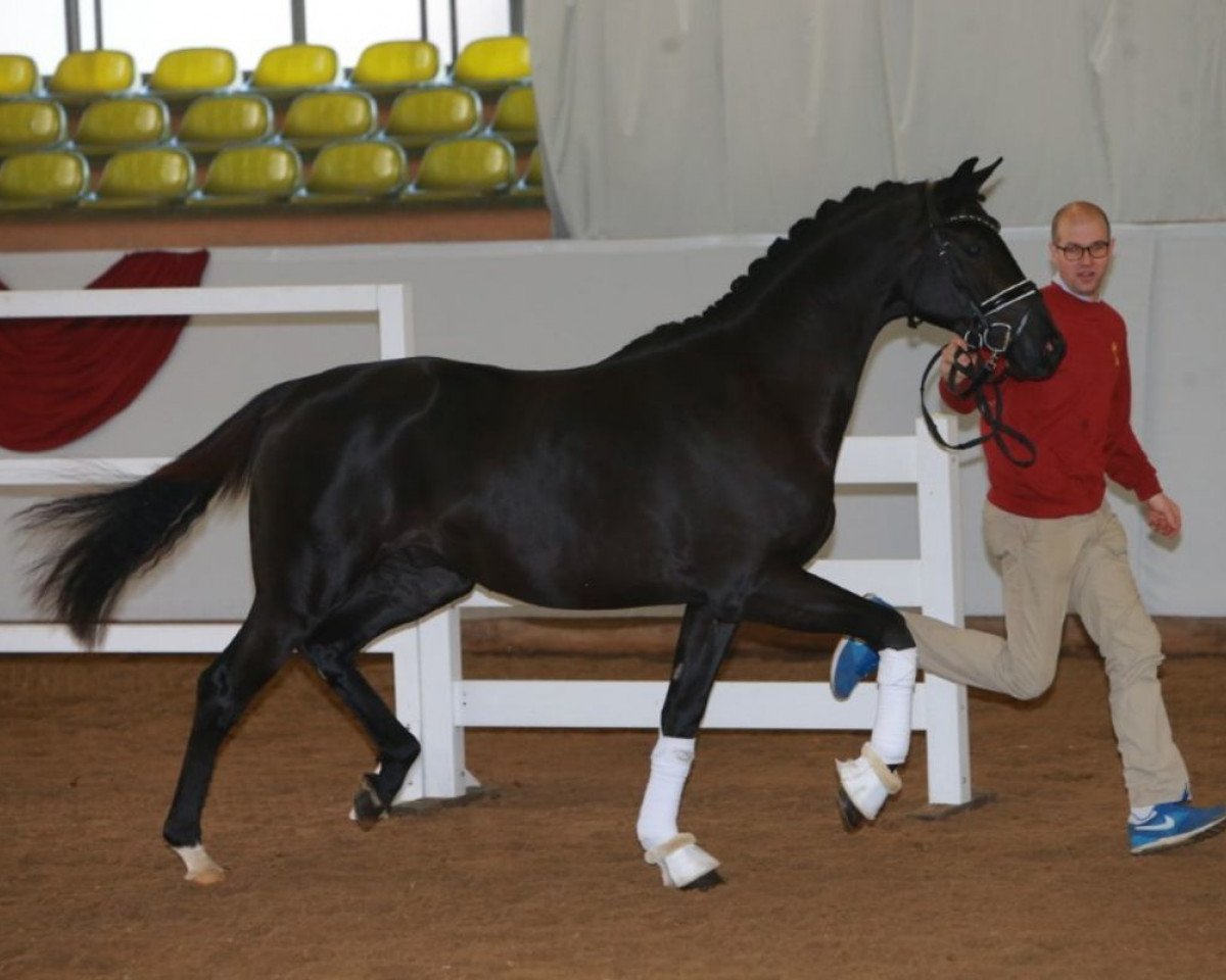 stallion Marvis (German Sport Horse, 2016, from E.H. Millennium)