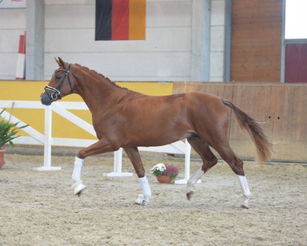 dressage horse Hengst von Le Vivaldi /Fürst Heinrich (Hanoverian, 2016, from Le Vivaldi)