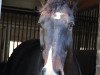 dressage horse Lacanteur (Hanoverian, 2001, from Lacantus)