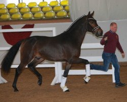 dressage horse Fine Lucas (Deutsches Sportpferd, 2016, from Fürsten-Look)