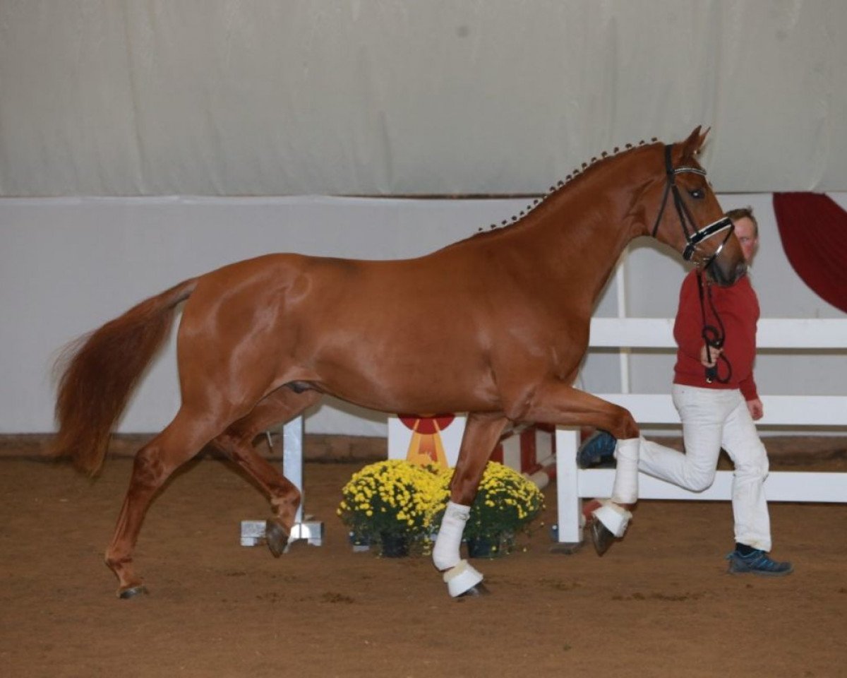 horse First Sight 5 (German Sport Horse, 2016, from Fürsten-Look)