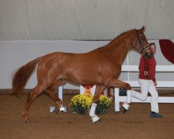 dressage horse First Sight 5 (German Sport Horse, 2016, from Fürsten-Look)