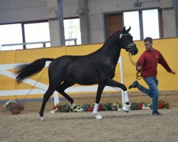 dressage horse Fürstenschatz (Oldenburg, 2016, from Fürstenball)