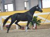 dressage horse Fiero Grande (German Warmblood, 2016, from Fürstenball)