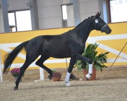 Dressurpferd Fiero Grande (Deutsches Reitpferd, 2016, von Fürstenball)