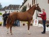 stallion First of Hearts (Hanoverian, 2016, from Fürst Nymphenburg)