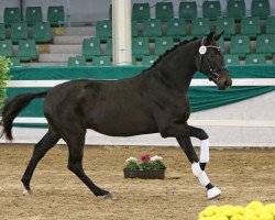 dressage horse Frontman (Oldenburger, 2016, from Foundation 2)