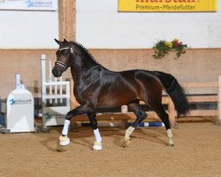 dressage horse Hengst von Finest / Fidertanz (Rhinelander, 2016, from Finest)