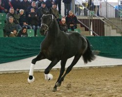 dressage horse Franklin Delano 3 (Deutsches Sportpferd, 2016, from Finest)